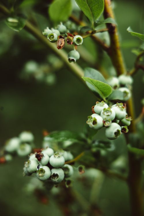 Free Detailed photograph of unripe blueberries growing on a bush with green leaves in focus. Stock Photo