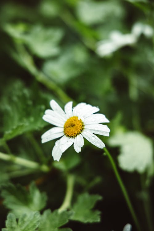 Free Close-up of a White Daisy Stock Photo