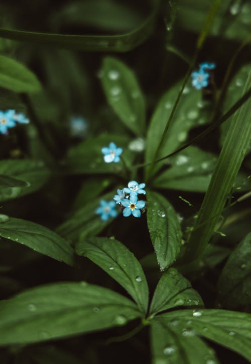 Photos gratuites de croissance, délicat, eau myosotis