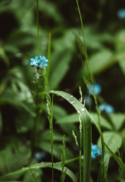 Photos gratuites de croissance, délicat, eau myosotis