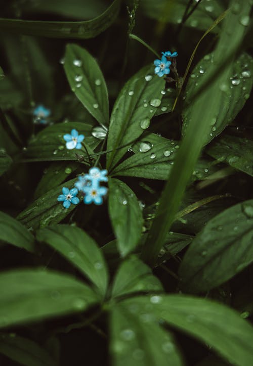 Photos gratuites de croissance, délicat, eau myosotis