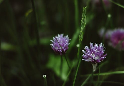 Shallow Focus Photo of Blooming Violet Flowers