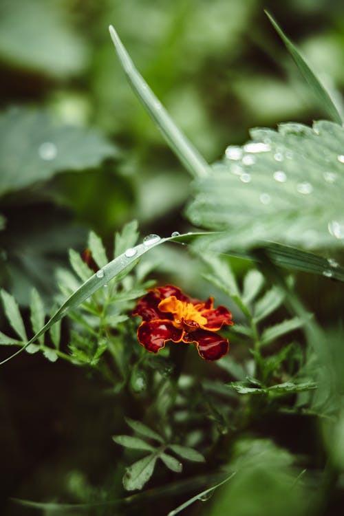 Selective Focus Photo of Blooming Red Flower with Green Leaves