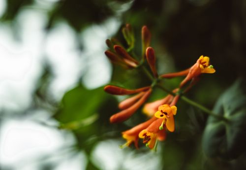 Free A macro shot of delicate orange trumpet flowers with a soft-focus background, highlighting nature's beauty. Stock Photo