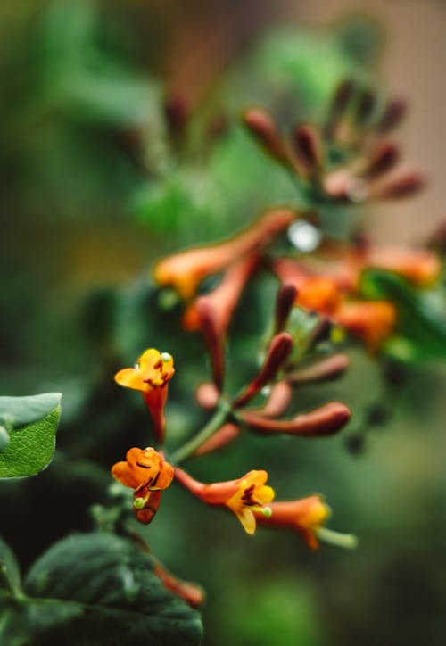 Foto profissional grátis de aumento, delicado, flor alaranjada