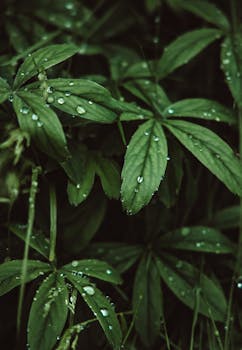 Dewdrops glistening on lush green leaves create a vibrant, refreshing nature scene.