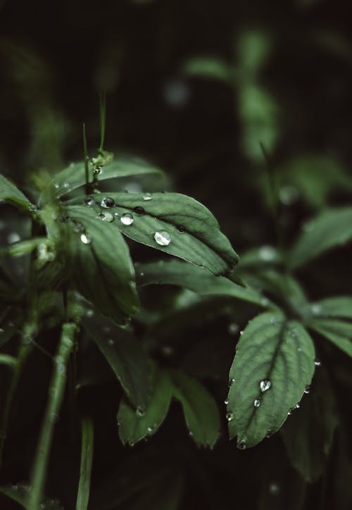Close-Up Shot of Green Leaves with Dewdrops