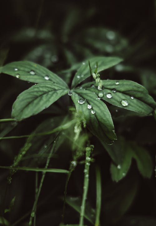 Close-Up Shot of Green Leaves with Dewdrops
