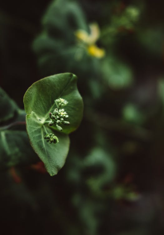 Free Green Leaf Plant in Close Up Photography Stock Photo