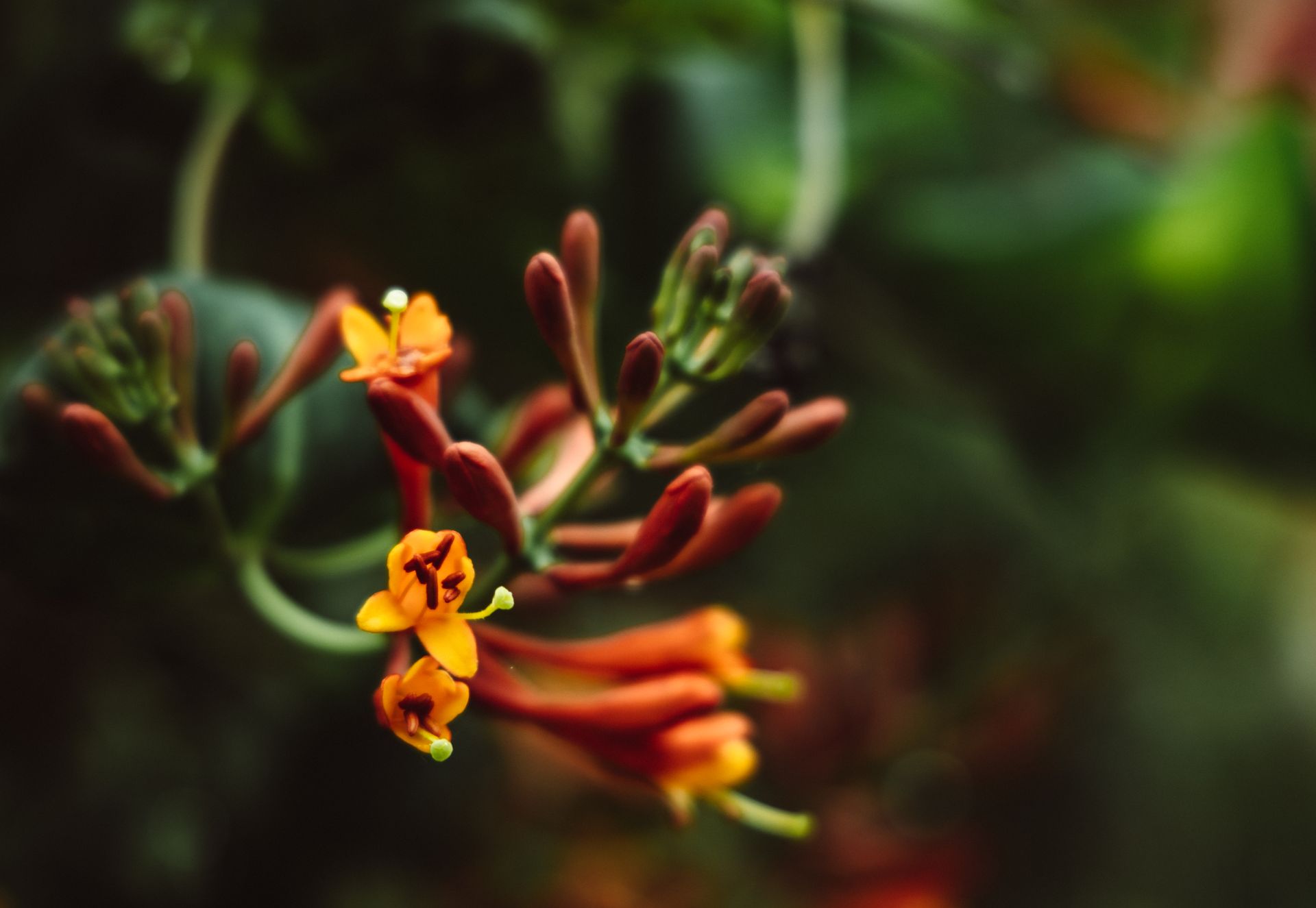 Macro photograph of yellow honeysuckle flowers with a soft focus background, highlighting the delicate petals and vibrant colors.