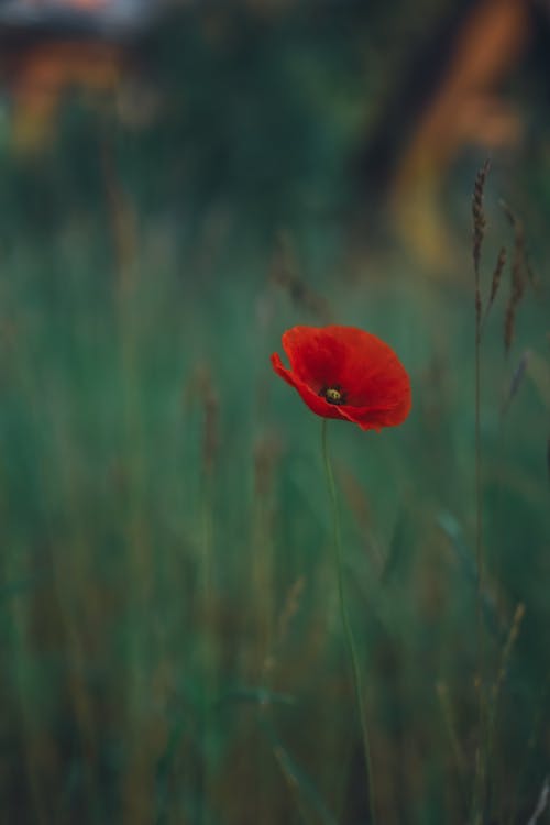 Kostnadsfri bild av blomfotografi, gräsfält, närbild