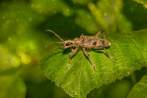 Безкоштовне стокове фото на тему «Beetle, rhagium morax, впритул» стокове фото