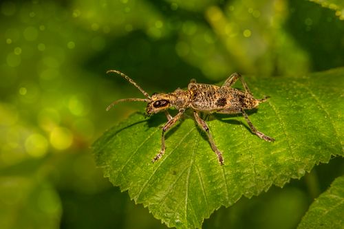 Free Detailed close-up of a black-spotted longhorn beetle, Rhagium mordax, resting on a green leaf. Stock Photo