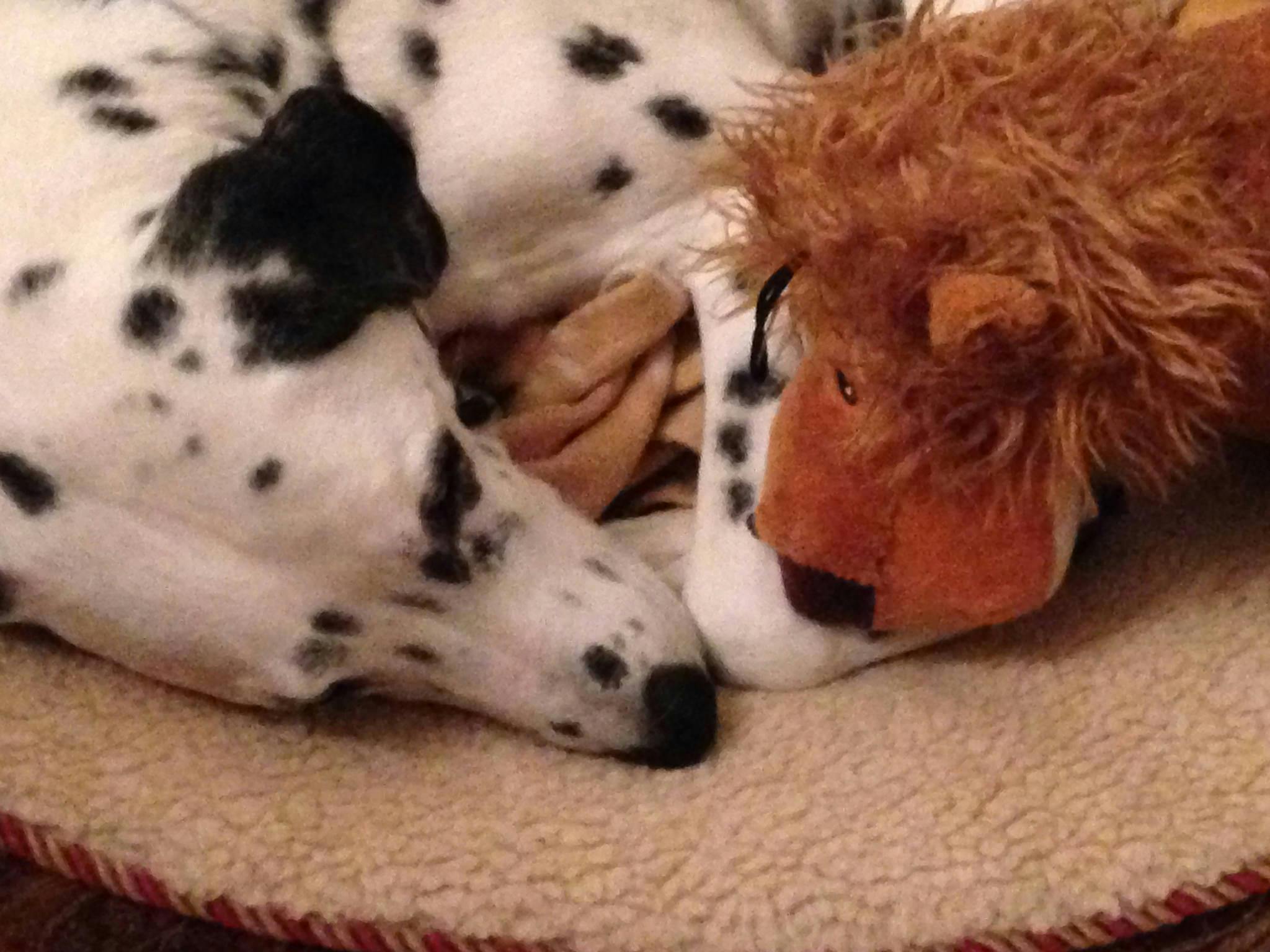 Free stock photo of dalmatian, dog, dog toy