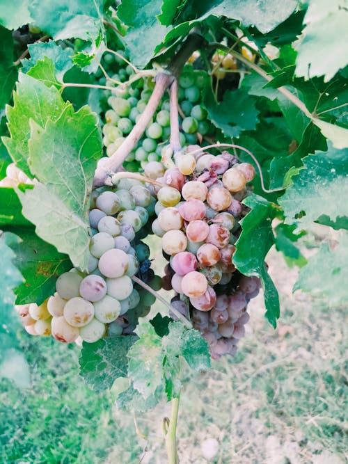 Fresh Grapes at a Vineyard