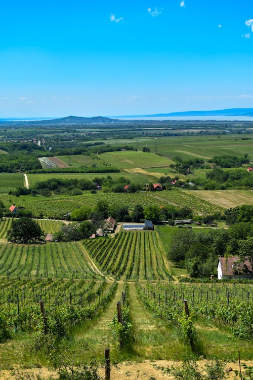 Ingyenes stockfotó farm, függőleges lövés, mező témában