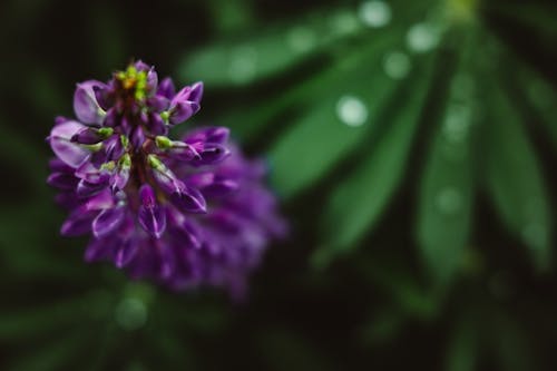 無料 フローラ, 咲く, 工場の無料の写真素材 写真素材