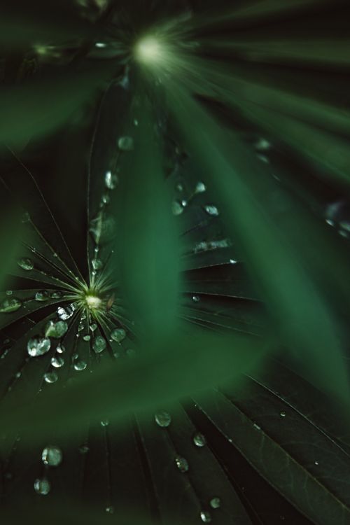 Free A close-up shot capturing dewdrops on vibrant green leaves, showcasing natural beauty. Stock Photo