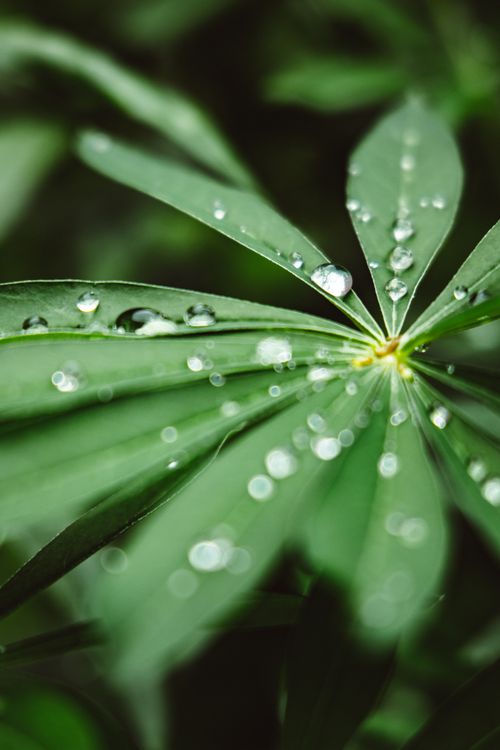 Free Captivating close-up of dew drops on vibrant green lupine leaves with a blurred background. Stock Photo