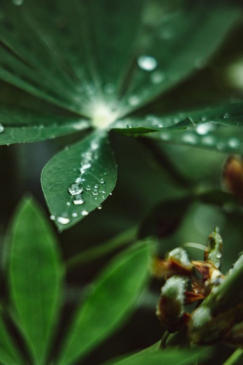 Free Macro shot highlighting fresh dewdrops on green leaves with a soft focus background. Stock Photo