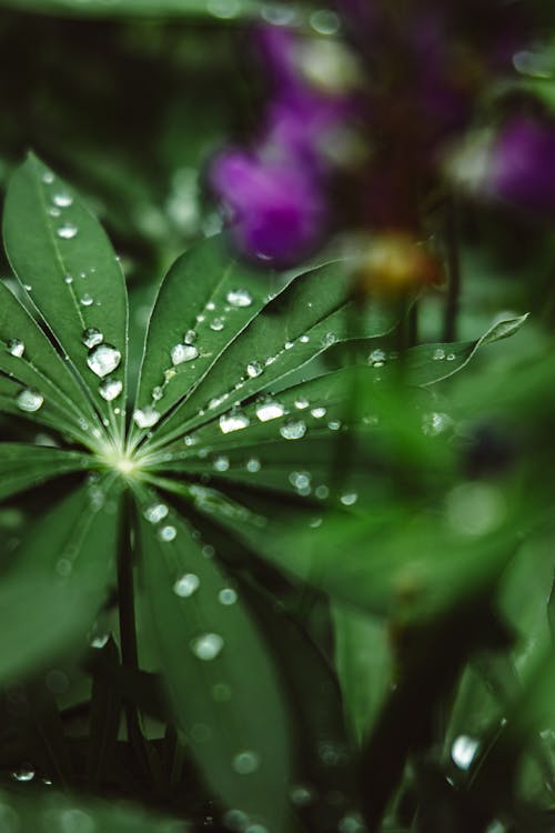 Foto profissional grátis de folhas, molhado, orvalho
