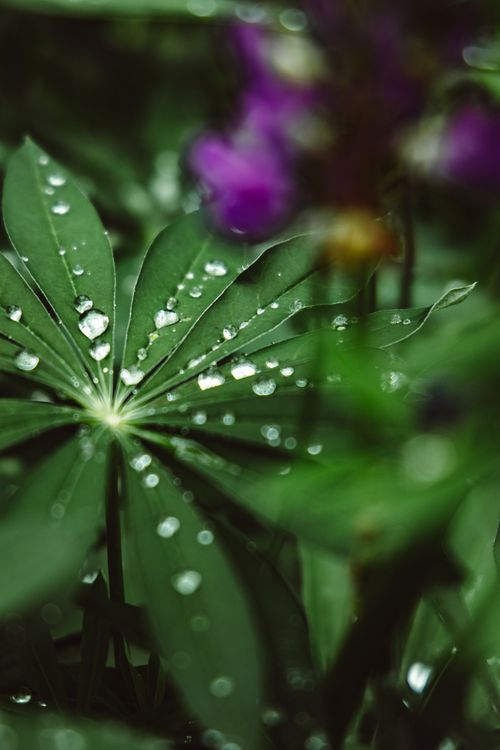 Free Macro shot of green leaves with dew drops and blurred purple flowers in the background, capturing the essence of nature's beauty. Stock Photo
