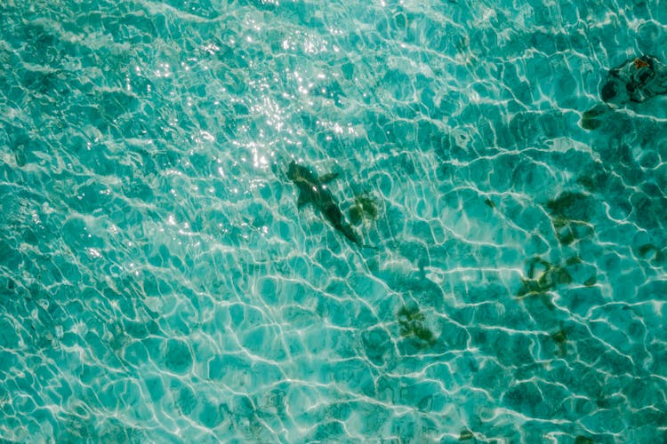 Shark Swimming In The Ocean