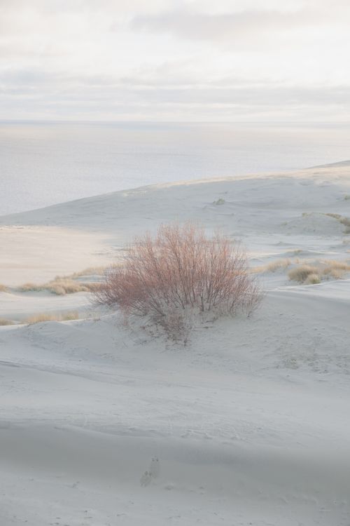 Free Tranquil scene of sandy dunes and sparse vegetation near a calm sea under soft daylight. Stock Photo