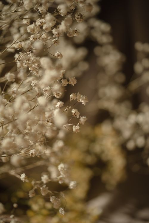 Free Close-up of Baby's Breath flowers with warm, soft focus for a dreamy summer ambiance. Stock Photo