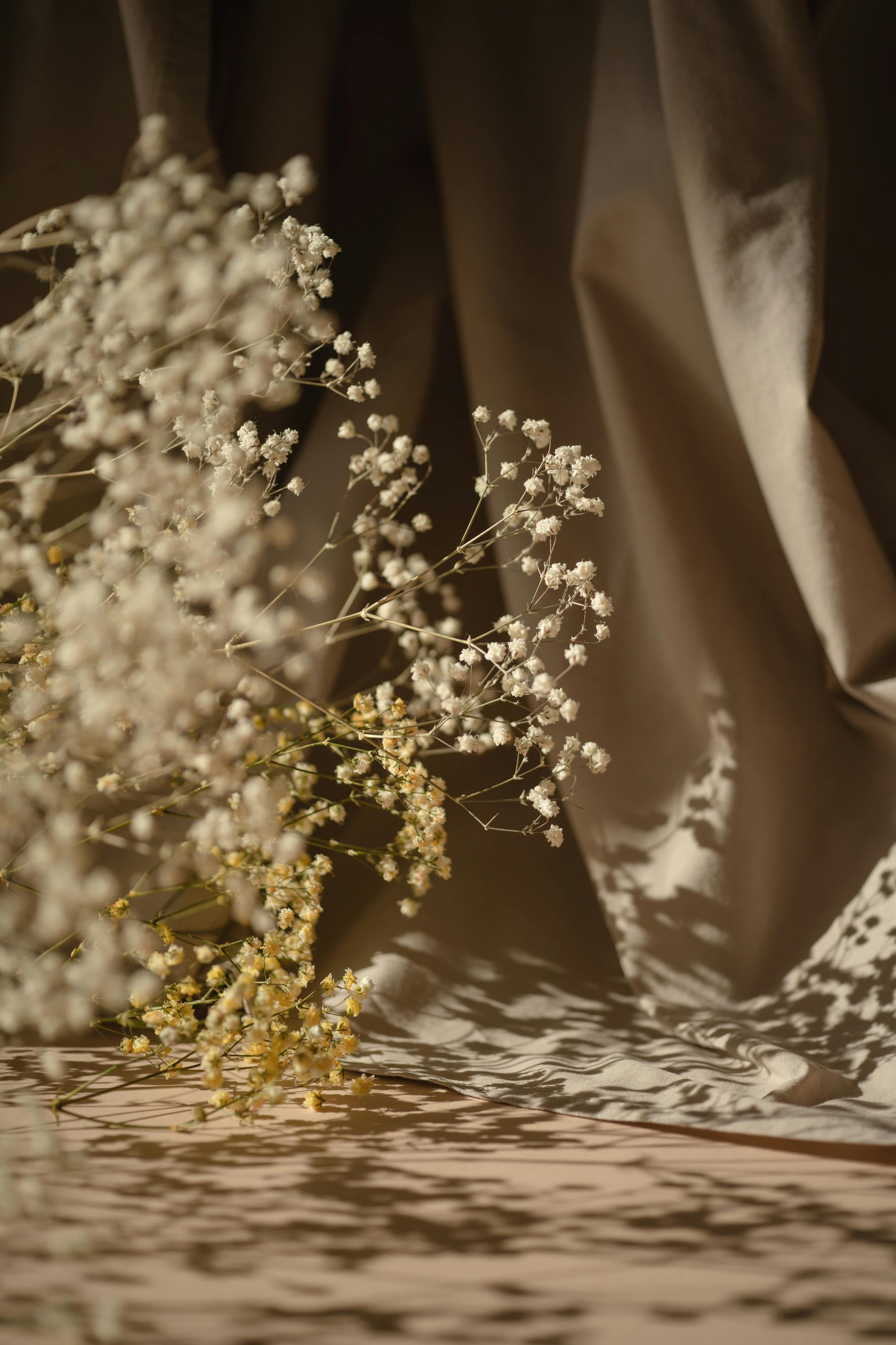 Close-up of Gypsophila flowers casting gentle shadows on draped fabric, creating a serene aesthetic.