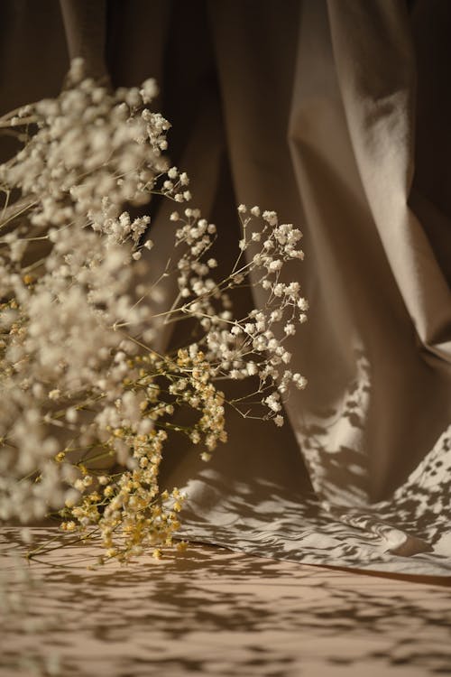Gratis stockfoto met bloemen, detailopname, licht en schaduw