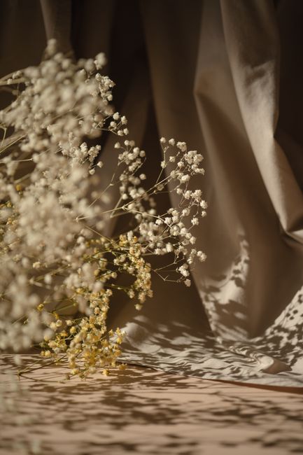 Close-up of Gypsophila flowers casting gentle shadows on draped fabric, creating a serene aesthetic.