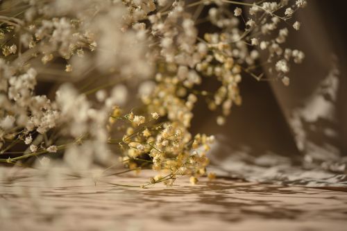 Free Close-up of delicate baby's breath flowers in natural light, casting gentle shadows. Stock Photo