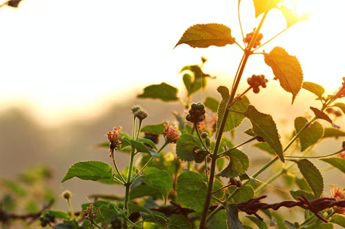 Free stock photo of sunrays