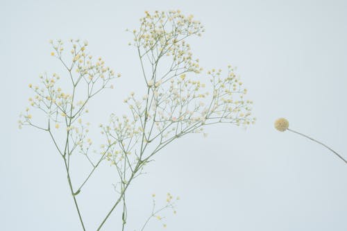 Základová fotografie zdarma na téma detail, šedé pozadí, suché květiny