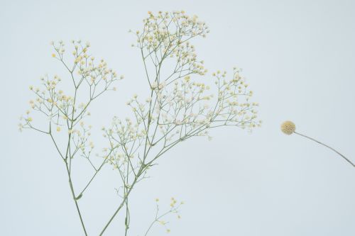 Free A delicate photograph featuring dry Gypsophila flowers against a gray background with ample copy space. Stock Photo