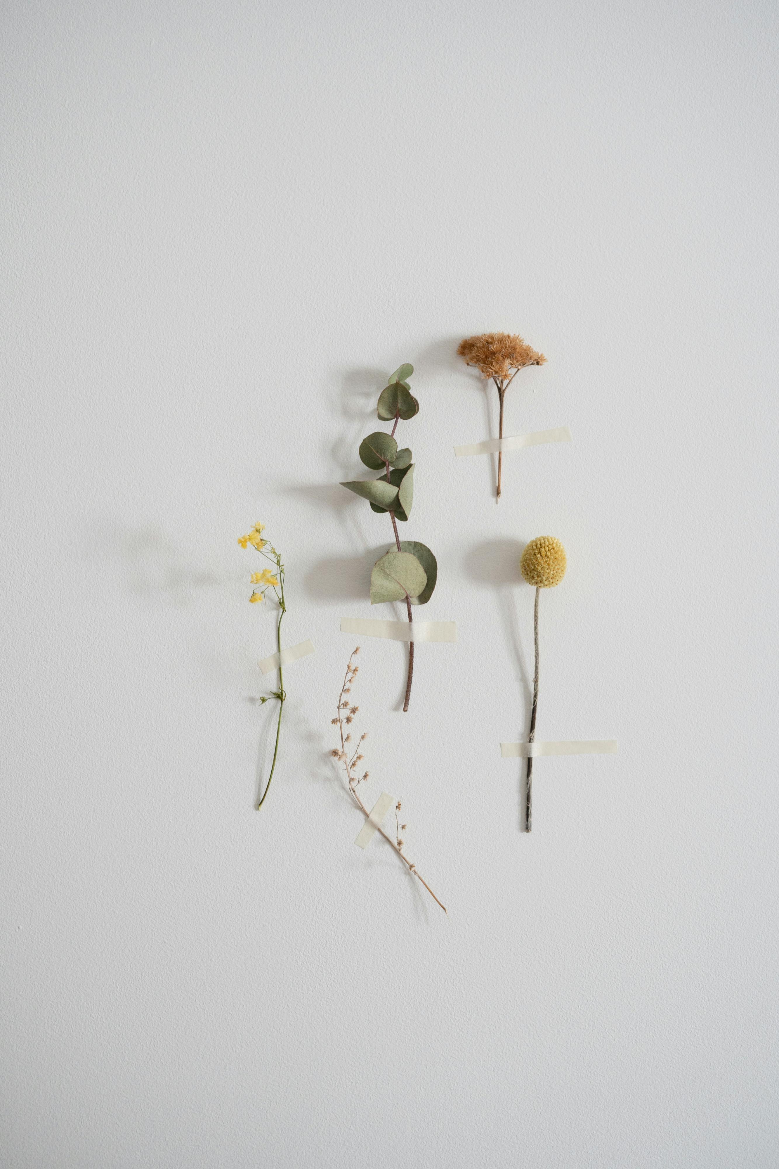 close up shot of dry flowers