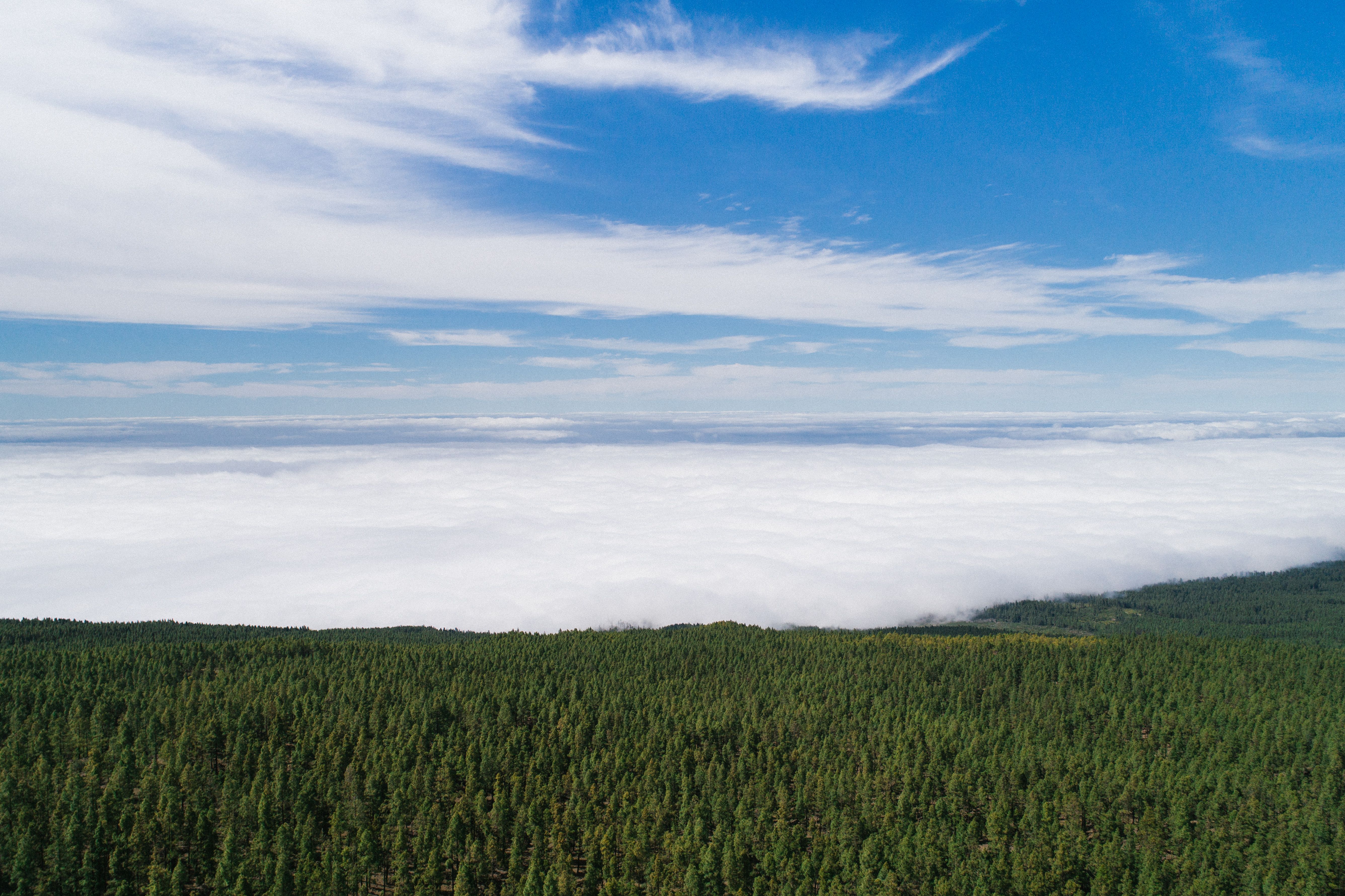Aerial Photography of Green Trees Across the White Clouds and Blue Sky ...
