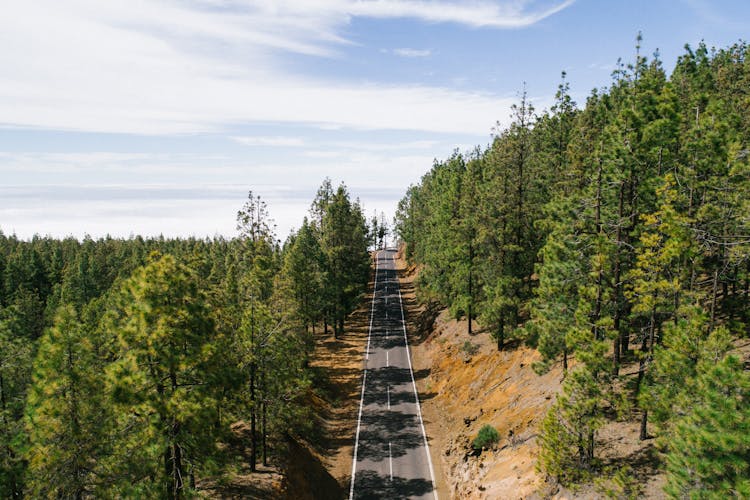 Road Passing Through A Forest 