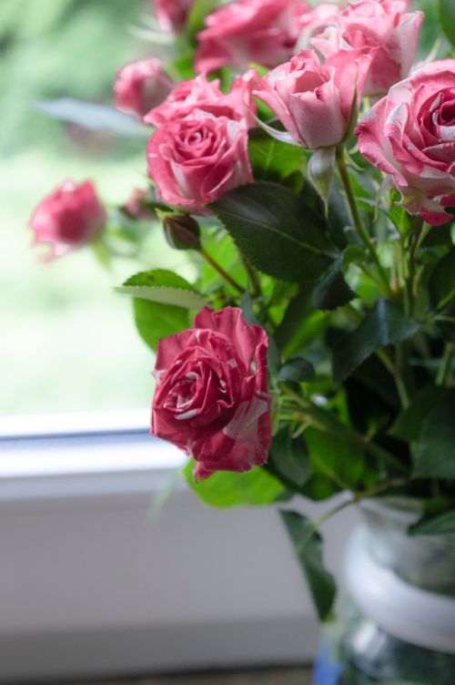 Free A stunning arrangement of pink roses in a glass vase placed beside a window, capturing the essence of nature indoors. Stock Photo