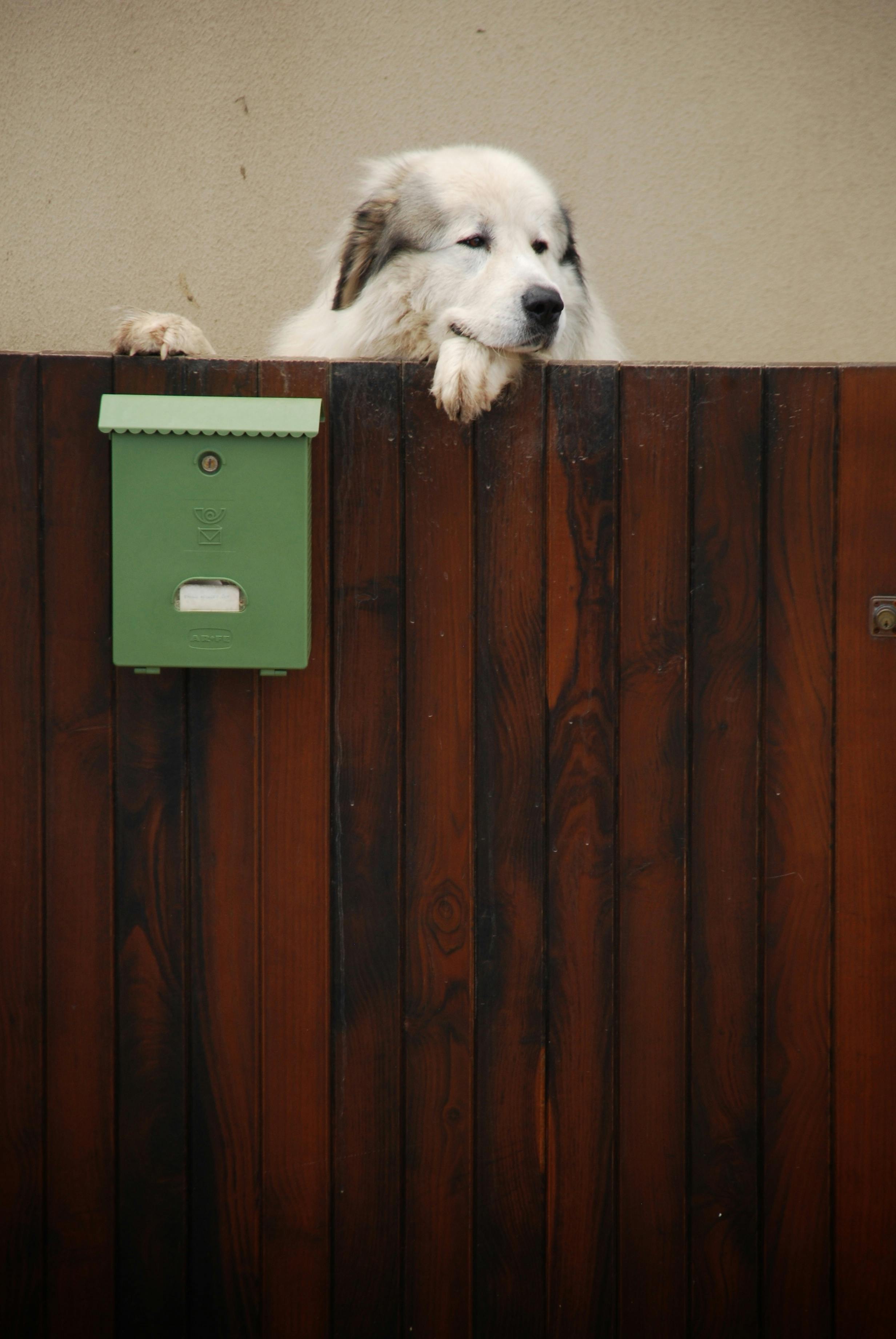 Adorable Pyrenean Mountain Dog looking over a wooden fence with a green mailbox in Sanjenjo, Spain.