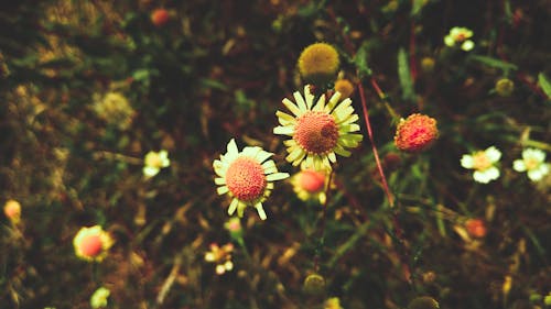 Fleurs De Marguerite Blanche