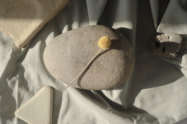 Dried Plant On A Rock