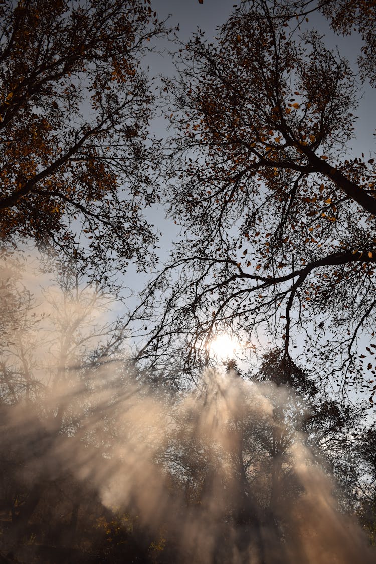 View Of The Tall Trees From Below