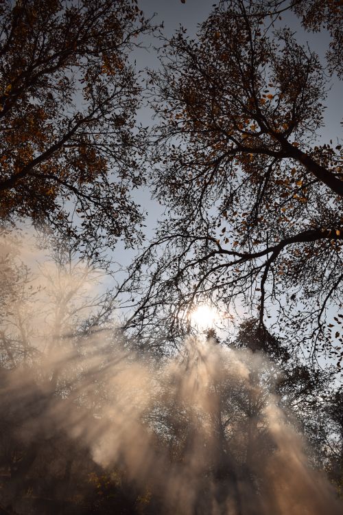 Free Sunlight streaming through trees with autumn leaves and fog, creating a serene woodland atmosphere. Stock Photo