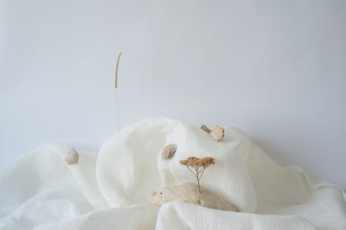 Dry Flower and Seashells on the White Textile