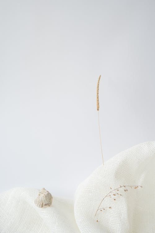 Close-Up Shot of Dry Flowers on White Cloth