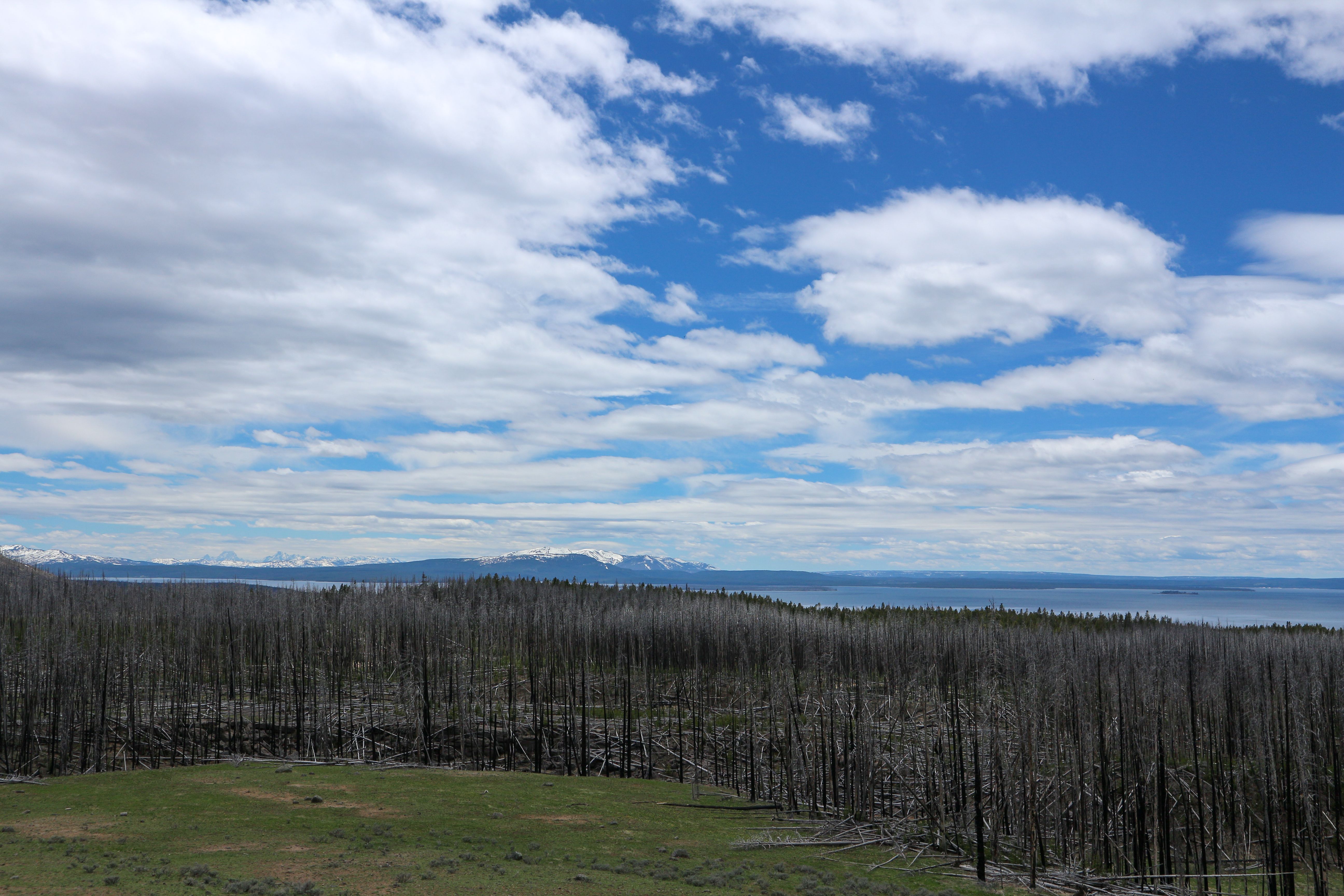 Bare Trees Under the Blue Sky and White Clouds · Free Stock Photo