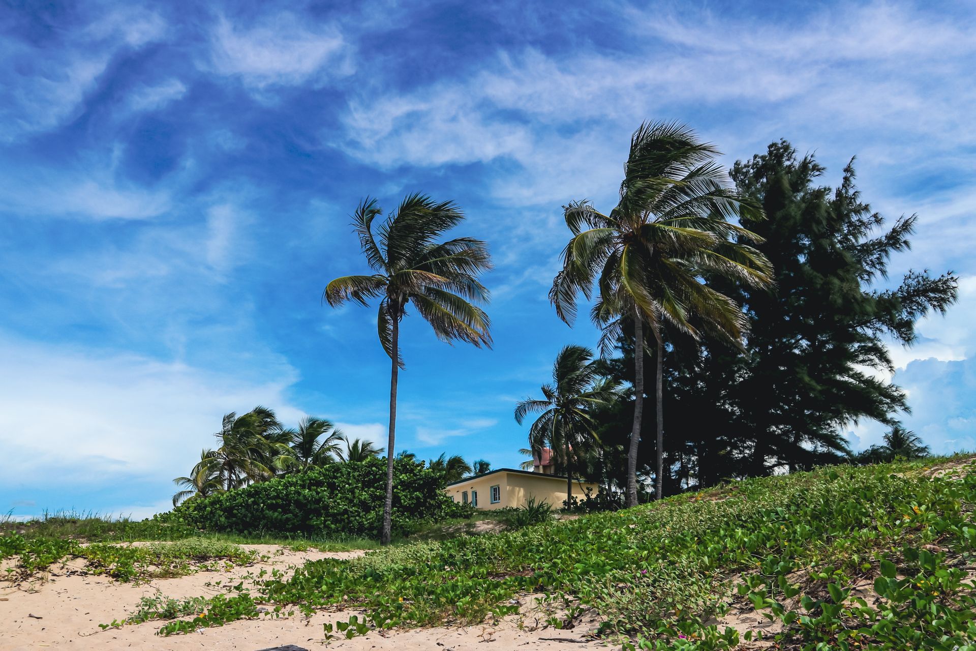 Tropical palm trees swaying over a serene beach house under a clear blue sky.