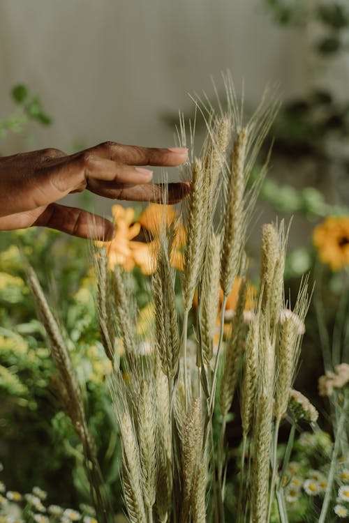 Photo of a Person's Hand Touching Green Wheat